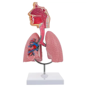1PC Pľúc, Dýchacích ciest, Anatómia Model Vyučovania Nástroj Ľudského Displej modelu Školy Pľúc Anatomické Srdce Vzdelávacie Hračka Nosovej