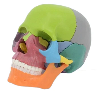 4D Rozobrať Lebky Anatomický Model Odnímateľný učebná pomôcka