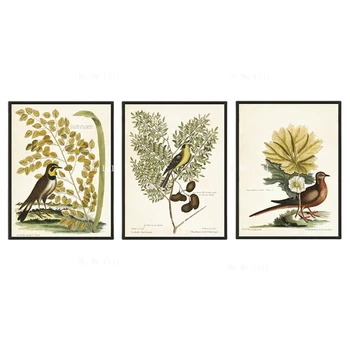 Vintage Vtákov Botanická Liečivé Rastliny Starožitné Knihy Natural History Kvetinový Farebné Boho Plátno Na Stenu Umenie