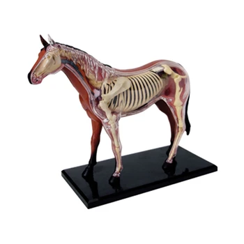 Zviera Orgán Anatómie Model 4D Kôň Inteligencie Montáž Hračka Anatómie Model DIY Popular Science Spotrebiče